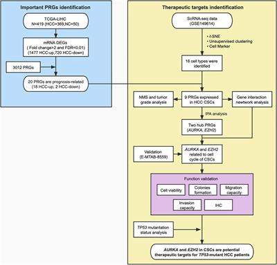 Single-Cell RNA Sequencing Reveals the Role of Phosphorylation-Related Genes in Hepatocellular Carcinoma Stem Cells